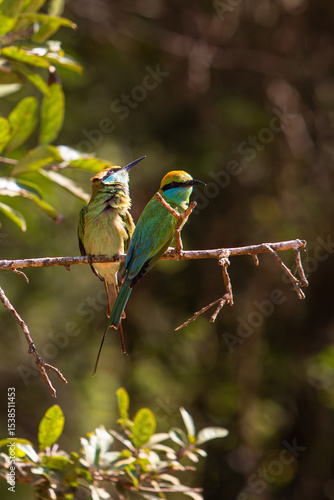 Green bee eaters, beautiful birds of sri lanka