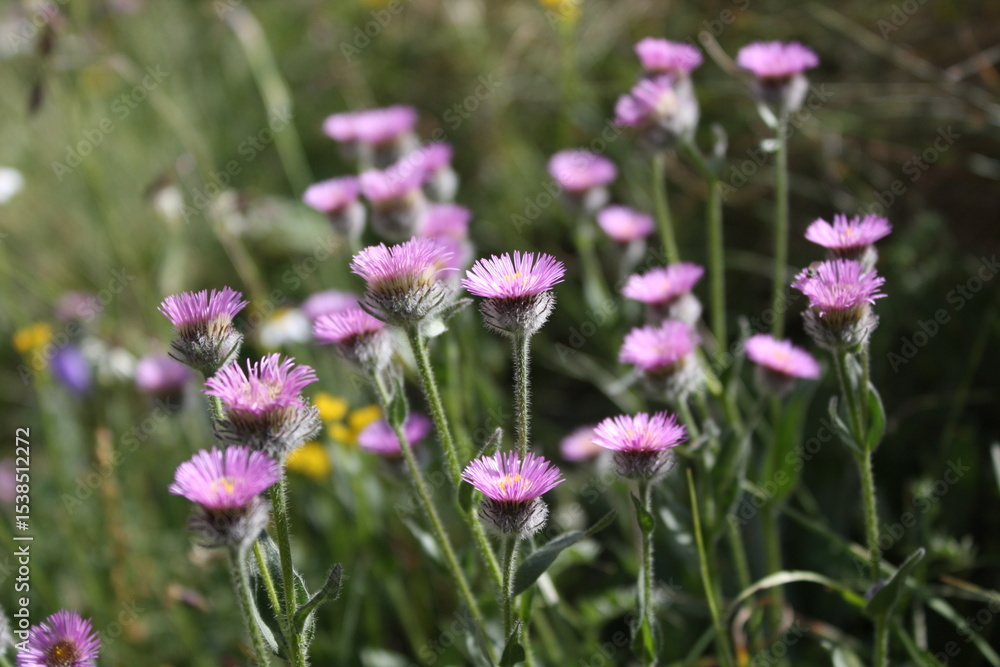 Fototapeta premium purple flowers in the field