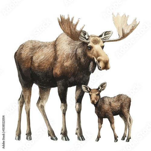 watercolor of A Mother Moose With Her Kid, vector, isolated on a white background.