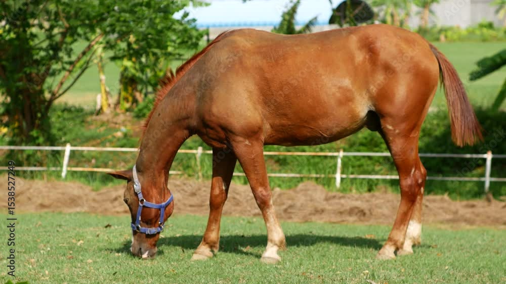 A brown horse grazes in a field with a windmill, showing rural landscape beauty A brown horse grazes in a field with a windmill, showing rural landscape beauty