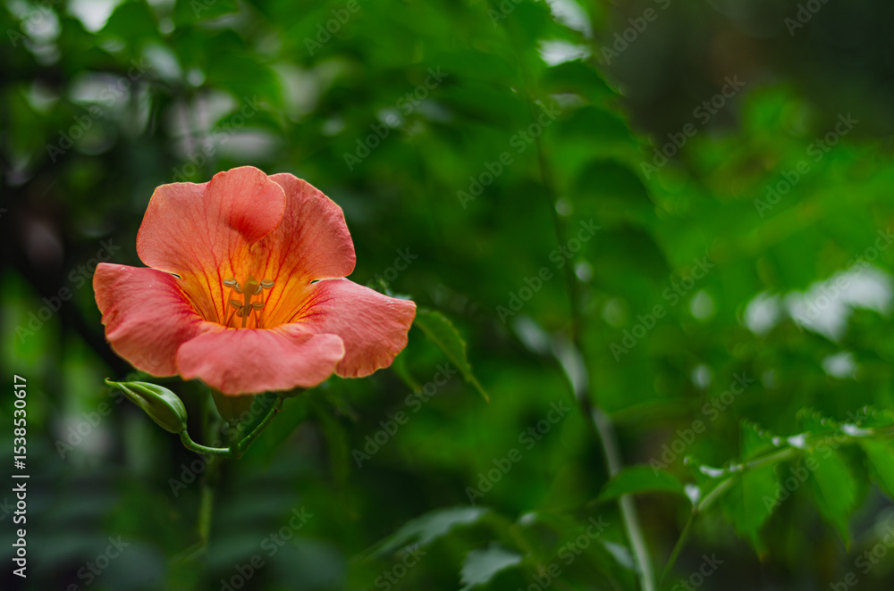 Obraz premium ノウゼンカズラ