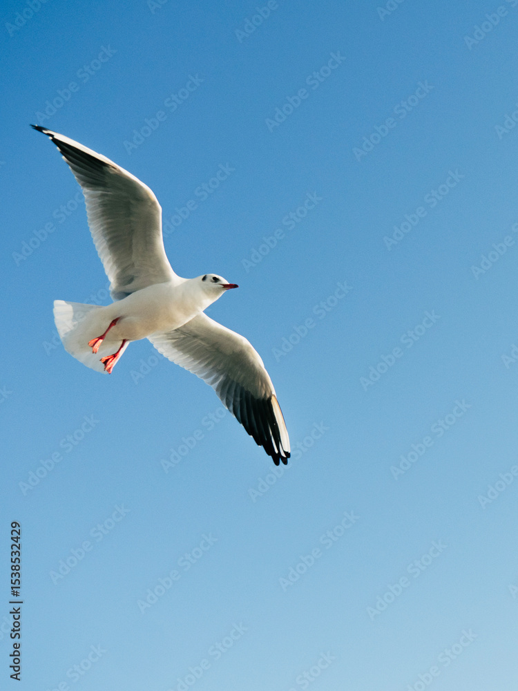 Fototapeta premium Fliegende Möve