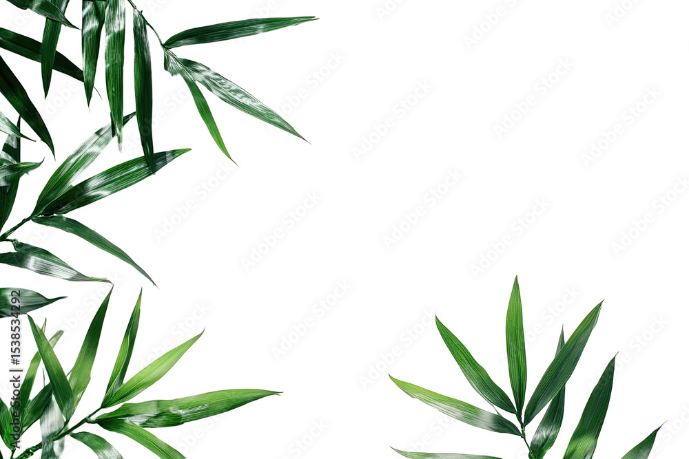 Fototapeta premium Lush green leaves frame a black background