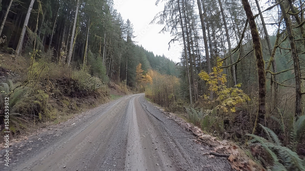 Fototapeta premium Narrow forest road winding through thick trees, showcasing autumn foliage and serene atmosphere