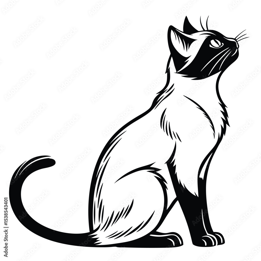 Naklejka premium Graceful Siamese cat gracefully sits, attentively gazing upwards with sleek monochrome detailing