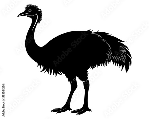 Emu Vector Art, Bird Icon Clipart