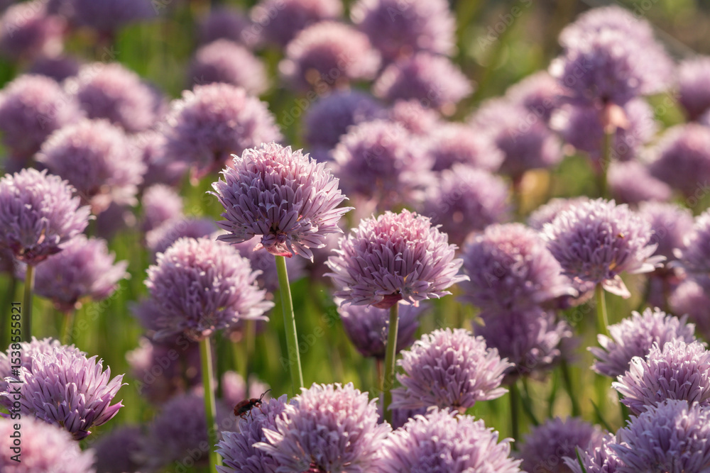 Obraz premium close up of blooming chives in sunlight
