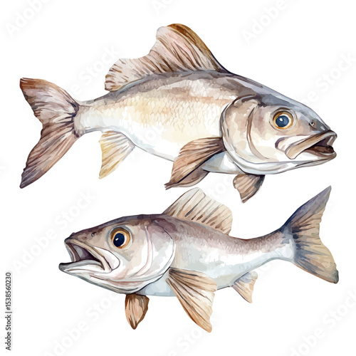A Mother Haddock With Her Kid, watercolor drawing vector, isolated on a white background.