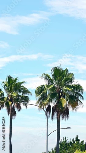 青空とヤシの木の縦動画