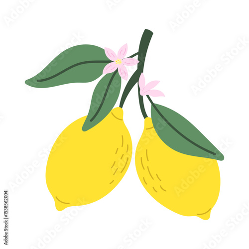Mediterranean Citrus. Lemon. Vector illustration.