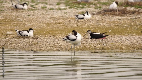 vidéo en plan fixe, avec zoom avant sur une grande vidéo d'une grande échasse étant sur son nid, couvant ses œufs avec précaution dans un biotope sauvage riche en oiseaux sauvages