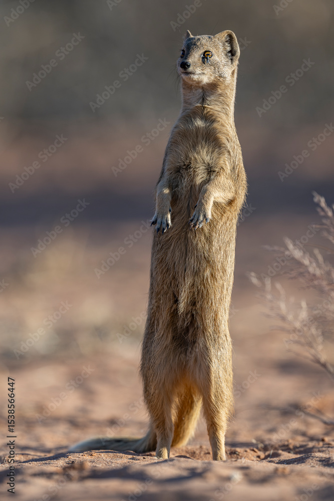 Fototapeta premium Curious Yellow Mongoose (Cynictis penicillata) standing tall on its hind legs with a small fly near its eye, observing its surroundings in the Kgalagadi Park.