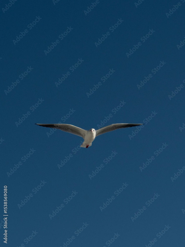 Obraz premium Fliegende Möve 
