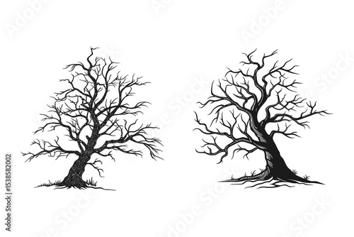 Two bare winter dead trees with gnarled branches isolated on white background in silhouette style
