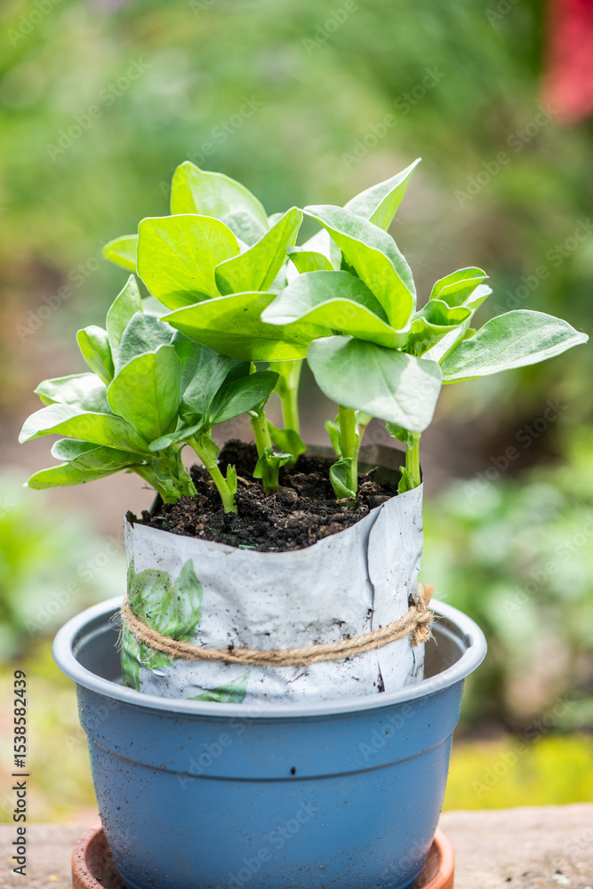 Young Broad Bean Plants in a Pot – Home Gardening and Seedlings Young Broad Bean Plants in a Pot – Home Gardening and Seedlings