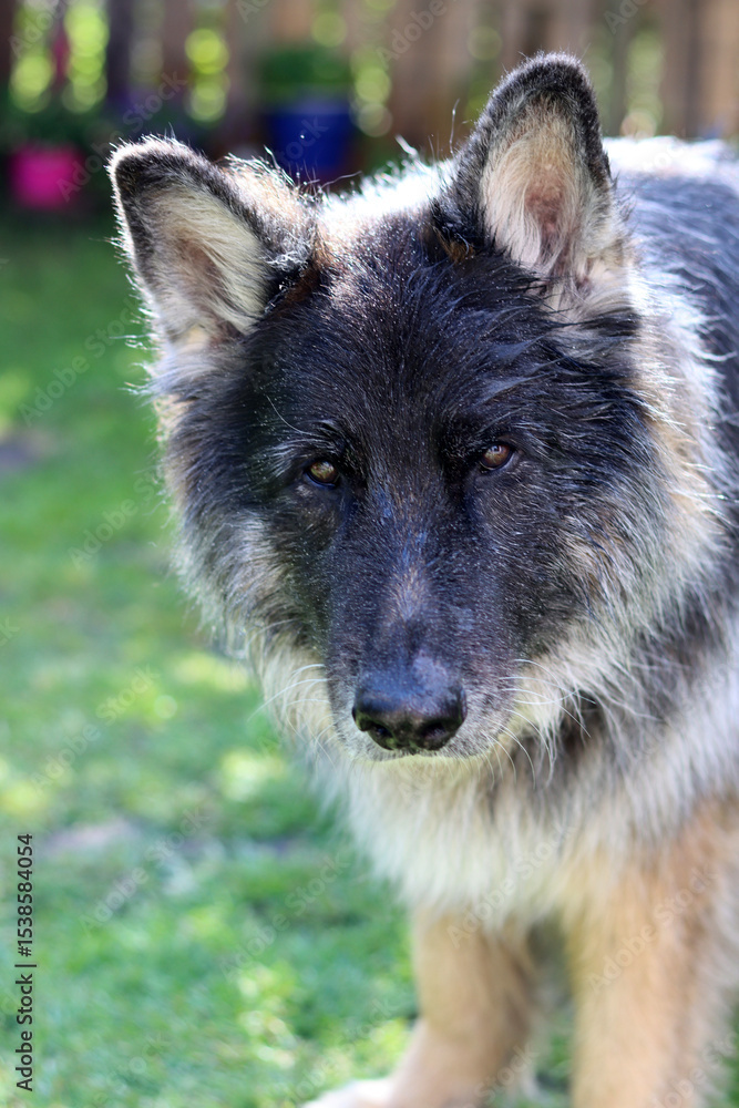 Portrait of a German shepherd dog in the garden, close-up Portrait of a German shepherd dog in the garden, close-up