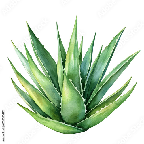watercolor vector of An Aloe Vera Plant, isolated on a white background.