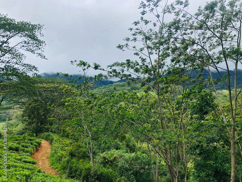 Obraz premium trees in the forest