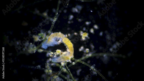 The amazing world of microbiology. Different bacteria, microbes and single-celled microorganisms are visible through a microscope. High-quality video.