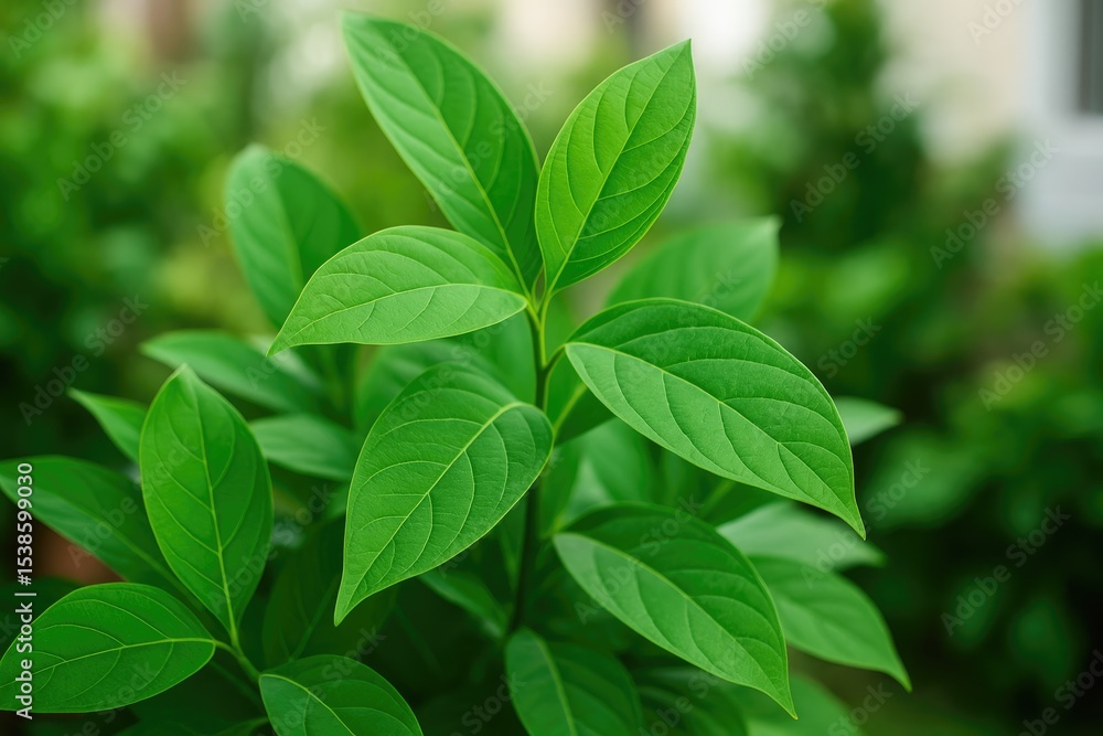 Indoor greenery: capturing lush green leaves in your home Indoor greenery: capturing lush green leaves in your home