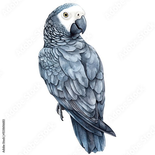 African Grey Parrot, watercolor clipart vector, isolated on a white background.