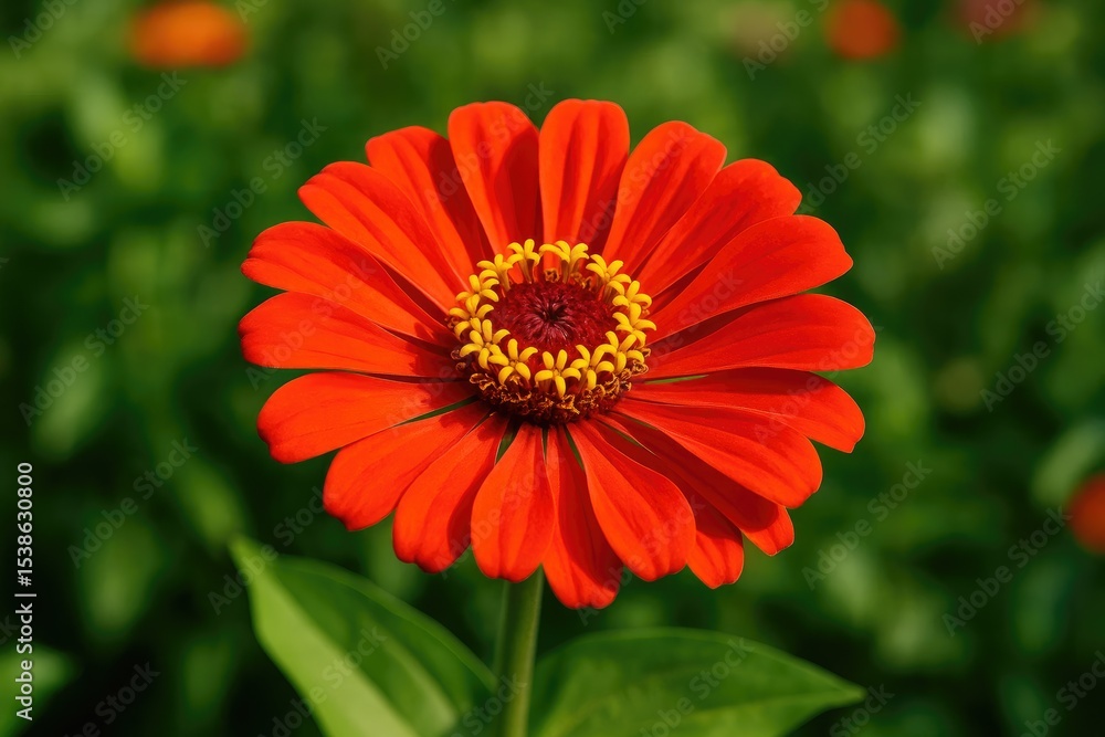 A crimson blossom blooming in the garden A crimson blossom blooming in the garden