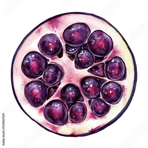 watercolor of Acai Berry Slice, vector, isolated on a white background.