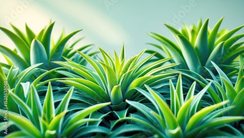 Genus Tillandsia â€“ aerial and epiphytic plants that grow on trees and various surfaces without parasitizing; they extract water and nutrients directly from the air via their leaves.