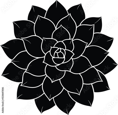 aeonium flower silhouette on white background