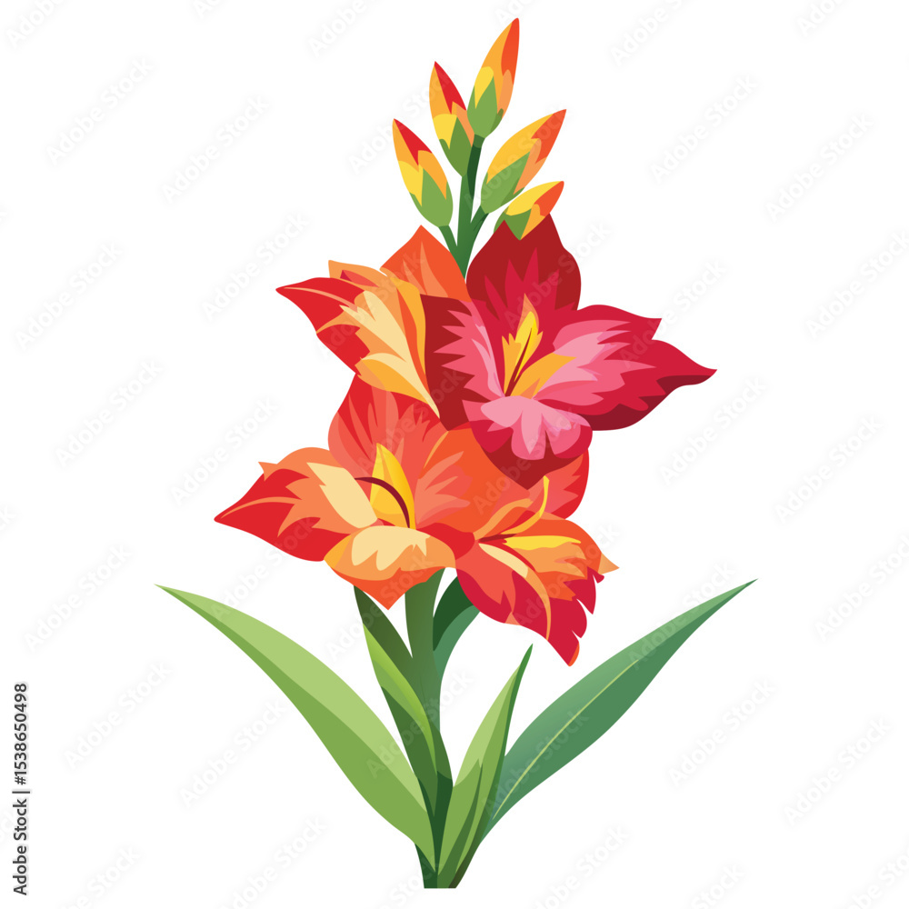 Fototapeta premium Gladiolus flower isolated on white background