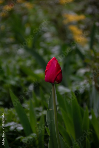 red tulip on a green blurred background with raindrops.