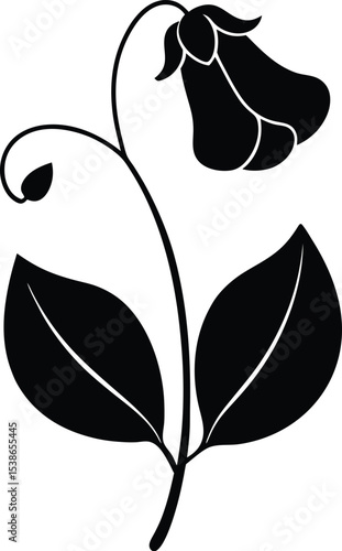 sweet pea flower silhouette on white background