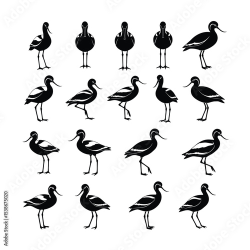 Black and white pied avocet bird illustrations