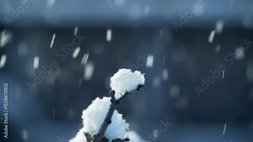 Wallpaper Mural snow on the branches Torontodigital.ca