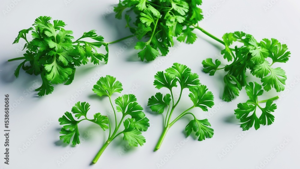 Obraz premium Dill isolated on a white background.