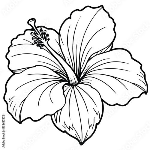 A hibiscus flower vector art illustration