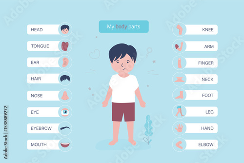Little child with marked and named organs. Human body anatomy. Educational infographic for kids. Set of different organs and systems. Anatomical structure.