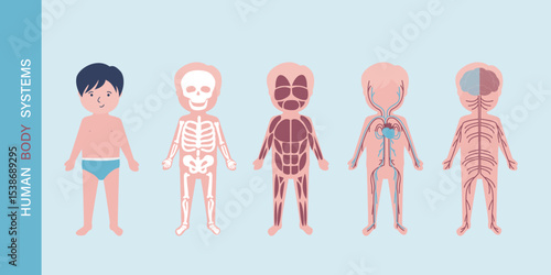 My body, educational anatomy diagram of body organs for kids. Cute cartoon little boy and his body systems: muscular, skeletal, circulatory, nervous and digestive