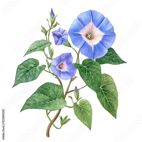 A Morning Glory Plant, watercolor illustration vector, isolated on a white background.