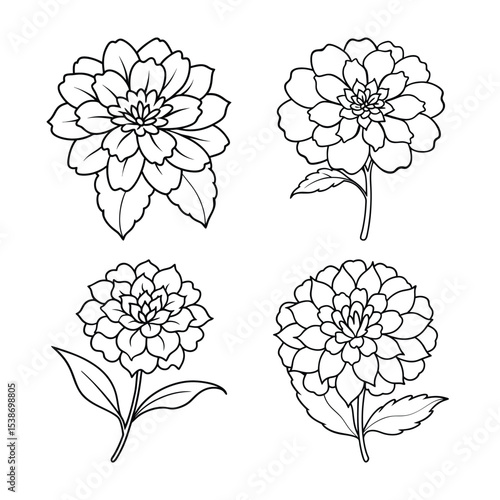 Elegant hand drawn floral outlines featuring four beautiful dahlia flower illustrations isolated on white