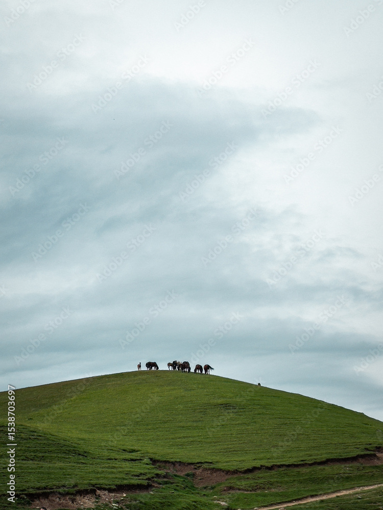 Obraz premium A herd of horses stands atop a lush green hill under a vast, cloudy sky, ideal for nature and landscape themes. Assy plateau, Turgen, Kazakhstan