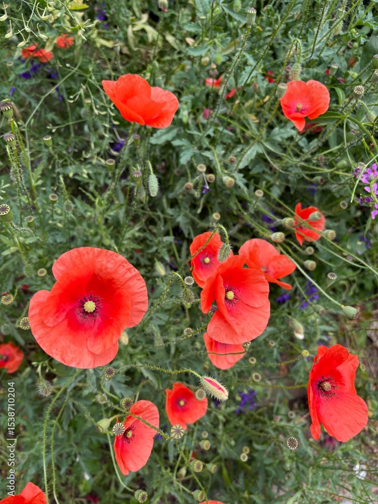 Obraz premium poppy flowers in the field