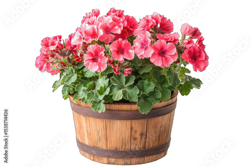 Wallpaper Mural Pink geraniums in a wooden planter (1) Torontodigital.ca
