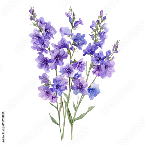 A Larkspur Bouquet, watercolor drawing vector, isolated on a white background.