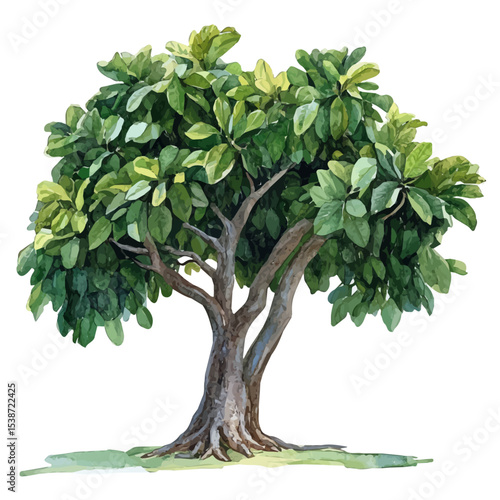 A Kapok Tree, watercolor painting vector, isolated on a white background.