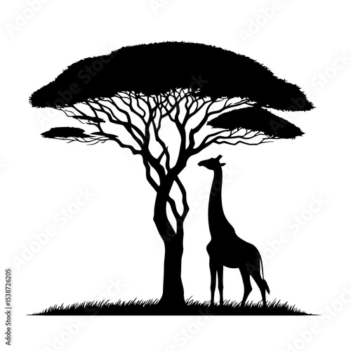 Giraffe Silhouette Under Acacia Tree African Savannah Wildlife