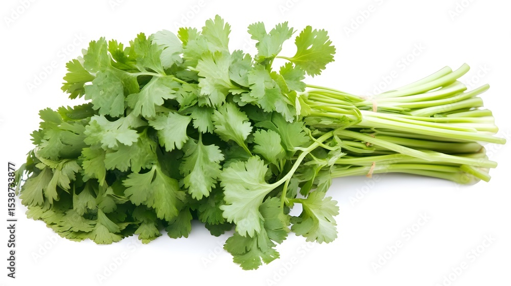 Fresh Bunch of Coriander Leaves Isolated on White Background Fresh Bunch of Coriander Leaves Isolated on White Background