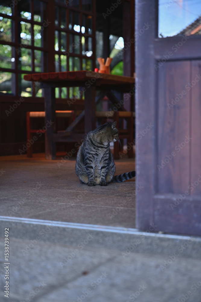 Obraz premium 軒先にたたずむ猫