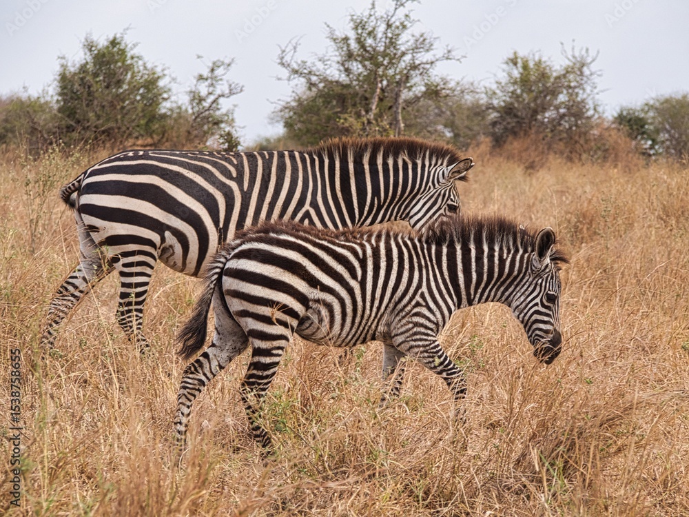 Obraz premium Plains Zebras in Tarangire National Park, Tanzania