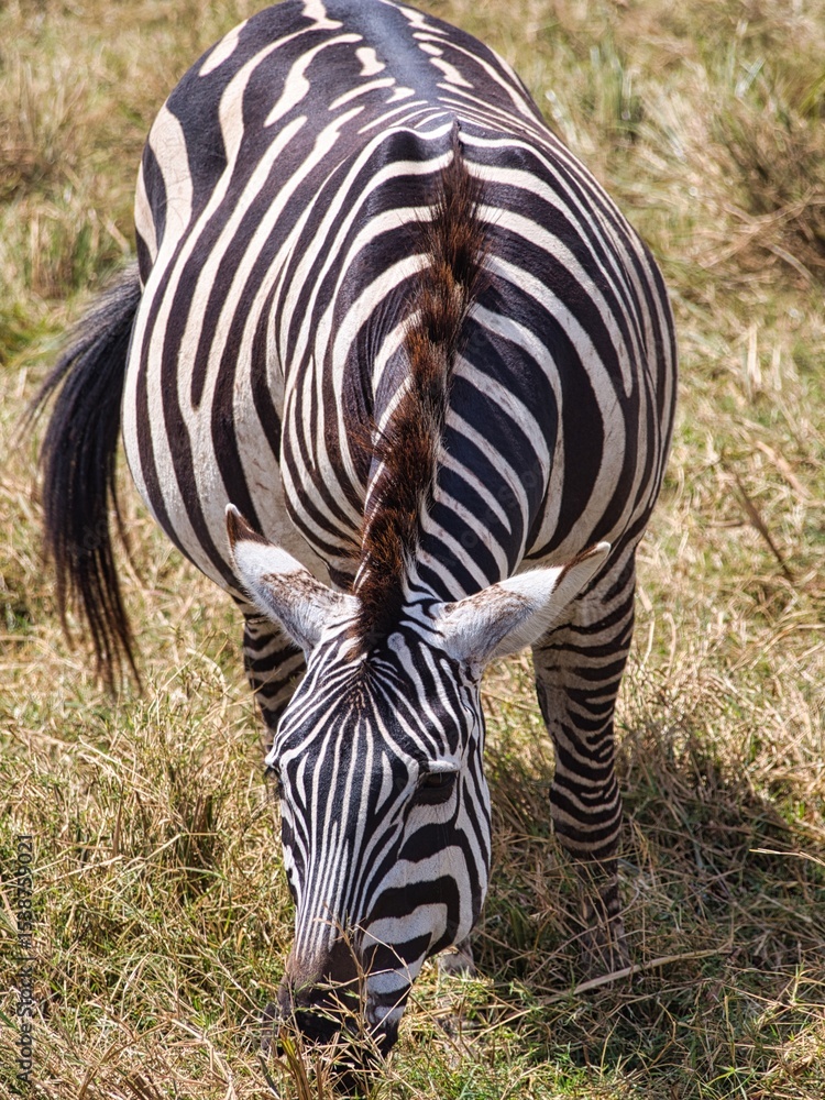 Naklejka premium Plains Zebra in Ngorongoro Crater, Tanzania